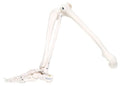 Loose Bones Leg Skeleton Right Wire Anatomical Model U7412
