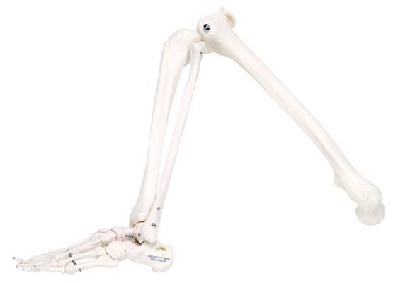 Loose Bones Leg Skeleton Right Wire Anatomical Model U7412