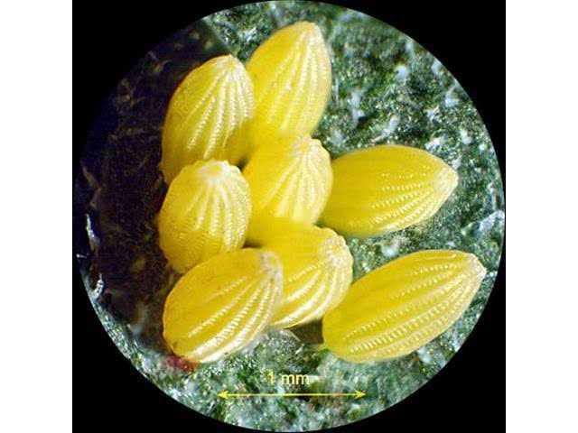 Student Forward Binocular Stereo Microscope 10X-20X-30X-60X O7618