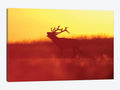 Golden Mood Deer Canvas Wall Art Prints B588705
