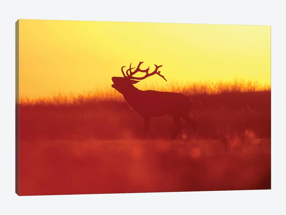 Golden Mood Deer Canvas Wall Art Prints B588705